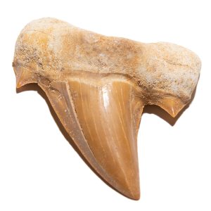 Authentic Fossilized Prehistoric Shark Teeth